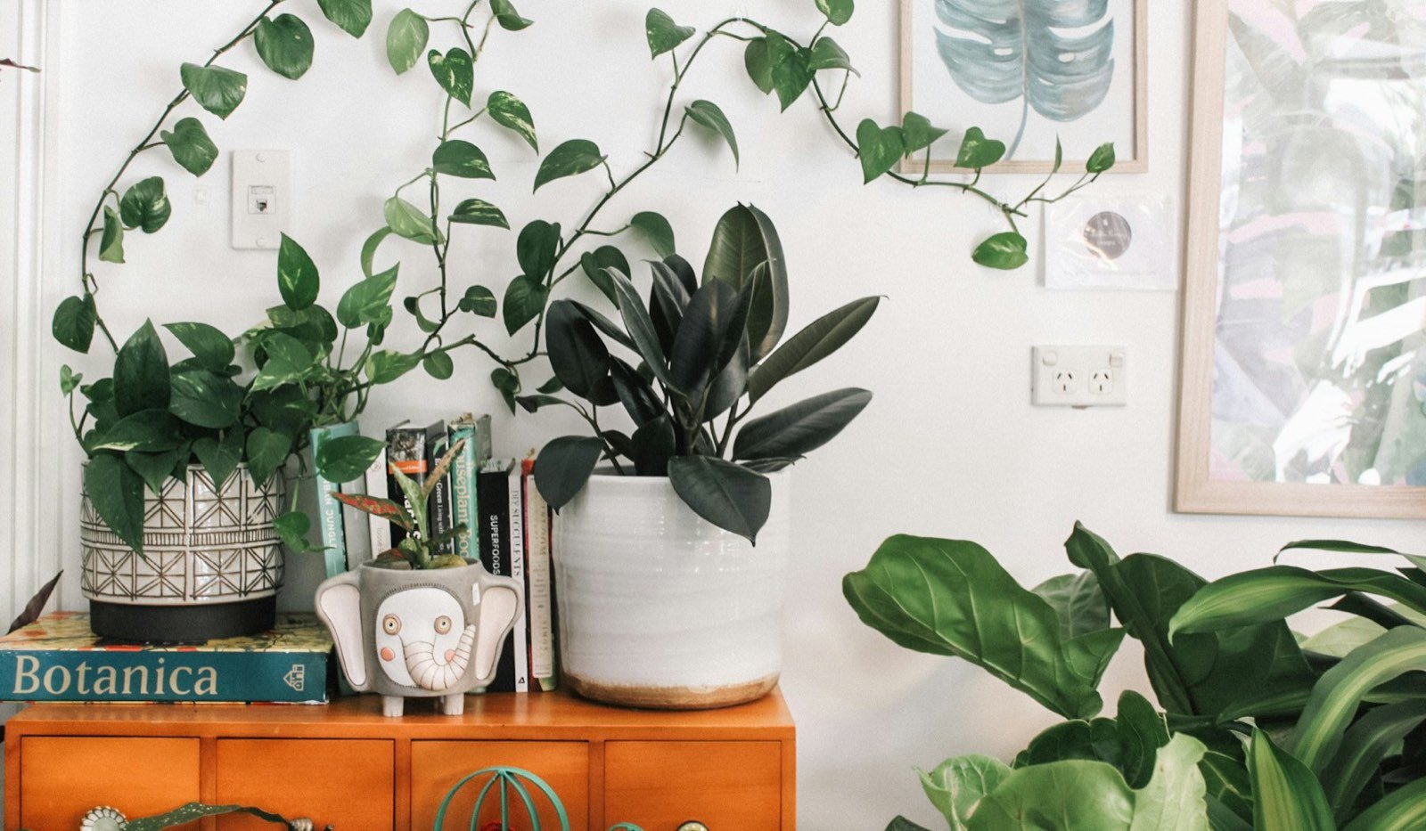 Indoor plants in a living room
