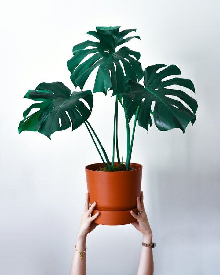 Monstera plant